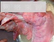 罗汉果杏仁猪肺汤的做法步骤4