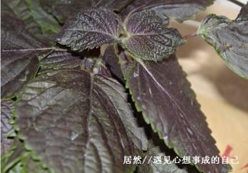 紫苏豉汁炒花甲的做法步骤4