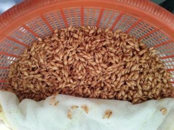 小麦胚芽粉的制作的做法步骤3