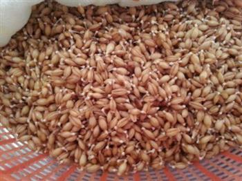 小麦胚芽粉的制作的做法步骤4