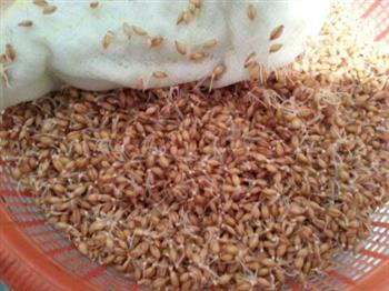 小麦胚芽粉的制作的做法图解5
