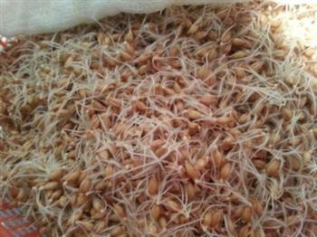 小麦胚芽粉的制作的做法图解6