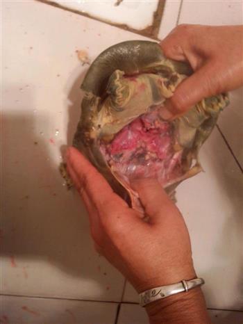 土鸡甲鱼汤锅的做法图解2