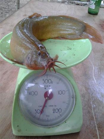 台湾泥鳅三鲜汤的做法步骤1