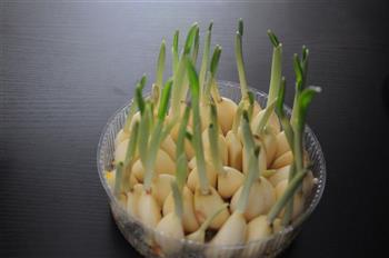 发芽大蒜的种法的做法步骤7