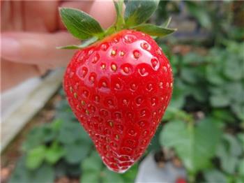 草莓鲜果汁的做法图解3