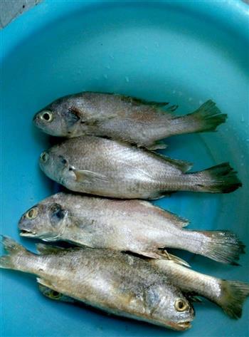 香煎黄花鱼—儿童营养餐的做法步骤1