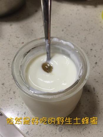 自制蜂蜜酸奶的做法步骤7