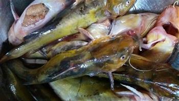 红烧嗄鱼，通用各种河鱼的红烧法，学名黄颡鱼的做法图解1