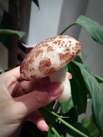 蘑菇豆沙馒头-以假乱真的萌食小点的做法图解16