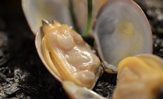 ——西葫芦蛤蜊海米味增汤的做法图解2