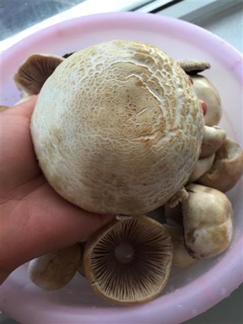 草原白蘑菇水饺的做法图解3