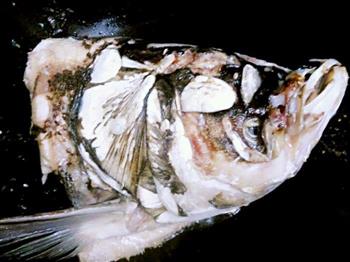 野天麻炖鱼头的做法图解5