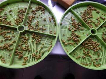 自发绿豆芽的做法图解5