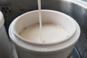 枸杞牛奶炖花胶的做法步骤8