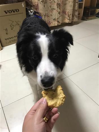 狗狗吃的饼干的做法步骤14