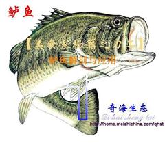 葱姜剁椒蒸鲈鱼