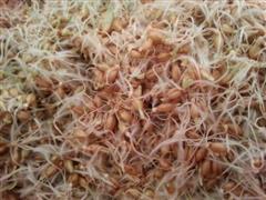 小麦胚芽粉的制作
