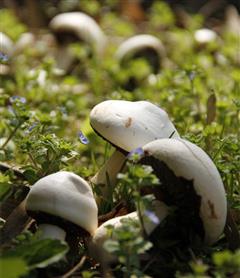蘑菇蛋白糖