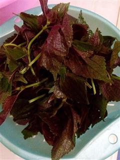 紫苏叶炖酸菜鱼火锅