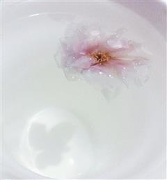 盐渍樱花