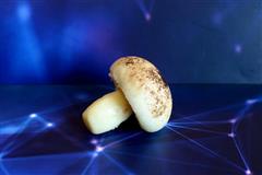 星空蘑菇豆沙包